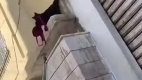 Кот воровка. Похищение кота. Кот с лифчиком крадёт. Кот украл утеплитель со стены. Видео- кот украл бюстгальтер и тащит его домой.