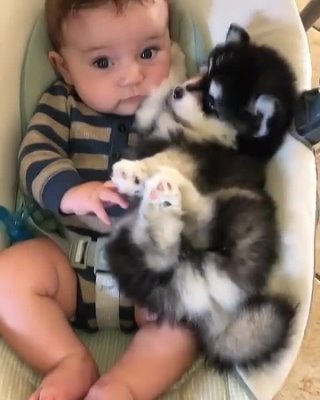 So Cute _  Puppy Sleeps With baby in cradle _ #Shorts [pt.204] Husky