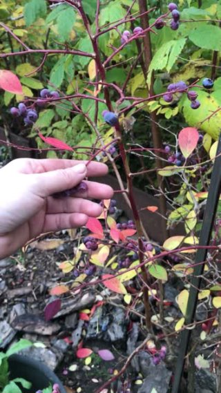 Витамины и полезные микроэлементы содержат осенью листья этого ягодного кустарника!