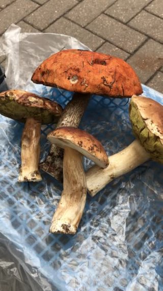 Грибы. В Беларуси пошли грибы! - белые, подосиновики, опята! Belarus Minsk autumn mushrooms harvest!