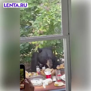 Медведь ворует праздничные кексы