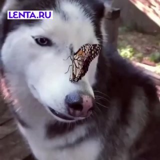 Бабочка села на нос собаке