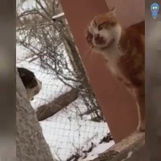 Funny cat video compilation 🤣 - Funny Animal Video 2022 - Part. 1