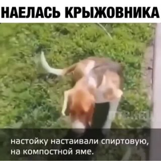 Пьяная собака