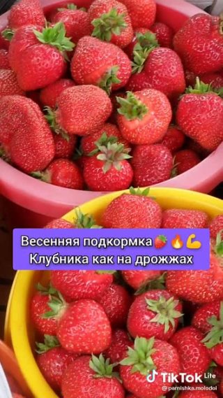 🍓 Весенняя подкормка клубники