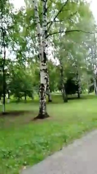 Кто в Нерюнгри уродует деревья