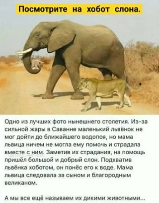 Посмотрите на хобот слона, кого он там держит