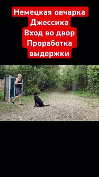 Немецкая овчарка/ Проработка выдержки