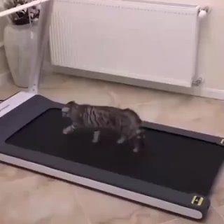 Кот и беговая дорожка