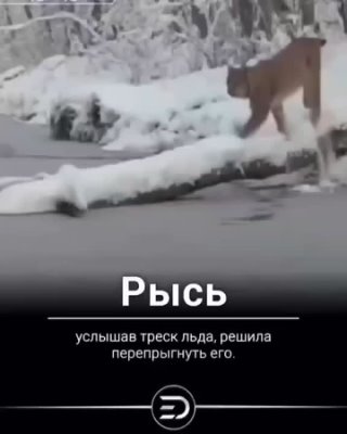 Рысь услышав треск льда, решила перепрыгнуть его.