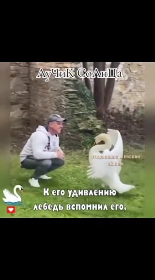 Необычная дружба мужчины и лебедя.