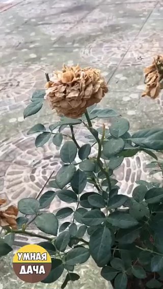 Росток розы из цветка