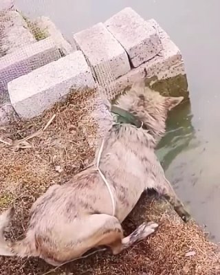 溺れた猫を助ける犬