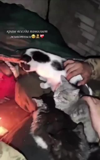 У русского солдата доброе сердце! 

Наши бойцы спасли котят и отогрели малышей.