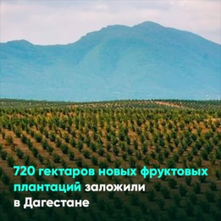 720 гектаров новых фруктовых плантаций заложили в Дагестане