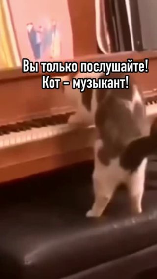 Наши любимые питомцы 😍 (очередная весёлая подборка 😂) СМЕШНЫЕ ЖИВОТНЫЕ 👍