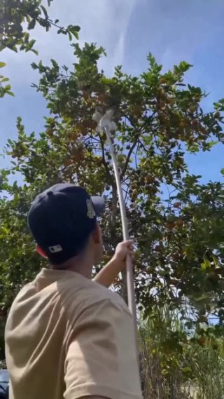 Простая и бесплатная идея, как удобнее собирать фрукты с высоких деревьев