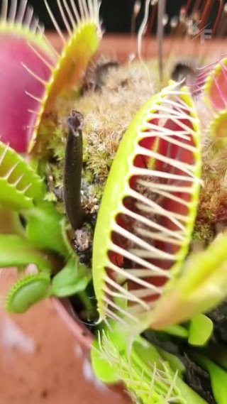 Венерина мухоловка свирепое и очаровательное растение, питающееся насекомым