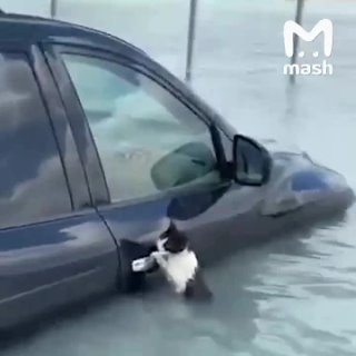 В Дубае тоже спасают кошек от наводнения 