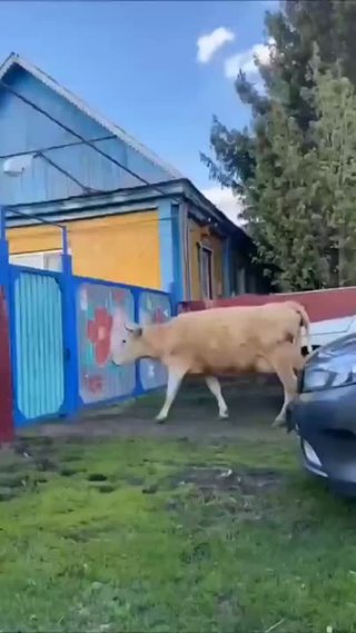 Корова сама открывает дверь
