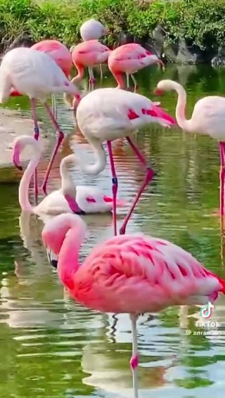 Танцующий фламинго