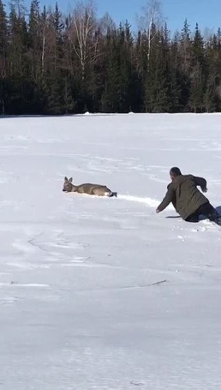 Мужик спас косулю из снежного плена 