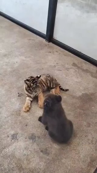 Ужасающее нападение гризли на тигра