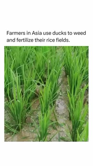 Фермеры в Азии используют уток для прополки и удобрения своих рисовых полей.