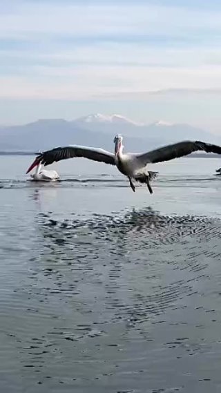 Как пеликан садится на воду. 