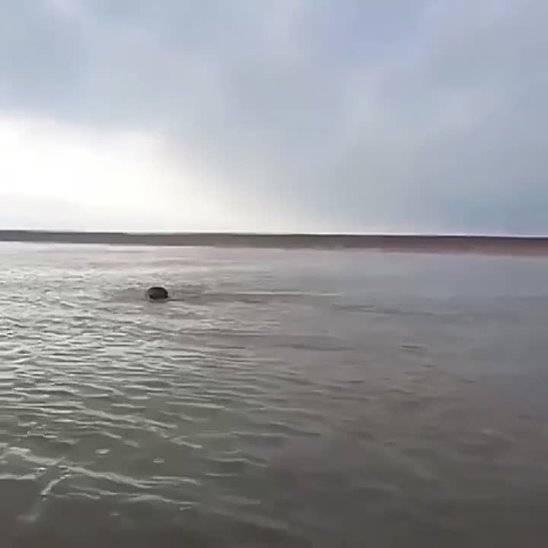 Нападение реки. Одинокий кабан плывущий навстречу неизвестности фото.