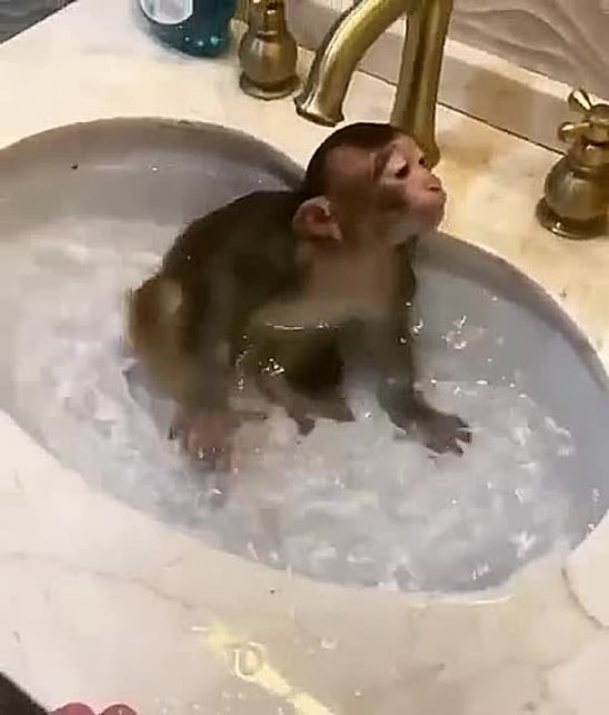 Купание обезьян харламов. Обезьянка купается. Обезьяна моется в тазике. Обезьяна моется в ванной. Мартышка купается в ванной.