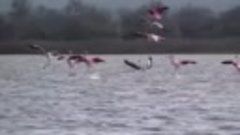 На северо-запад Крыма прилетели фламинго. Ученые не видят ни...