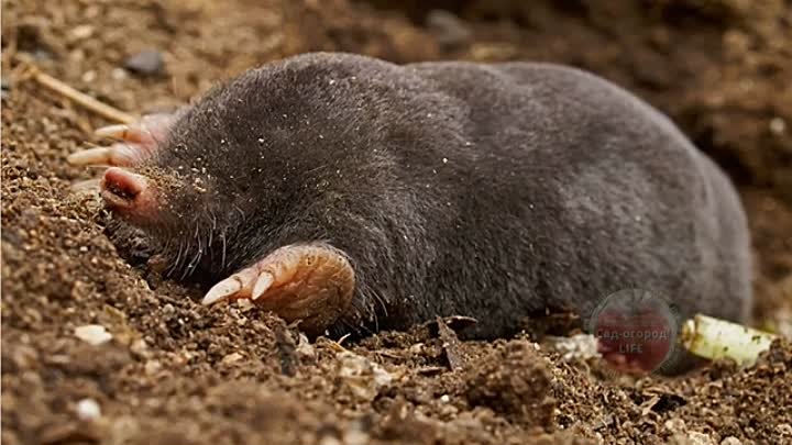 Как выглядит крот животное фото Как выглядит крот животное фото