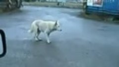 собака танцует
