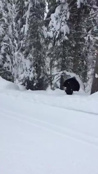 На озере Амут, заповедная зона. Хабаровский край, недалеко от Комсомольска-на-Амуре.
