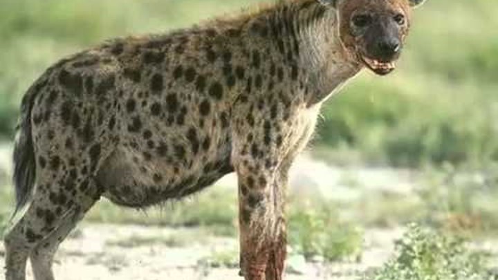 Sound hyenas, laughing hyena | Звук гиены, смех гиены