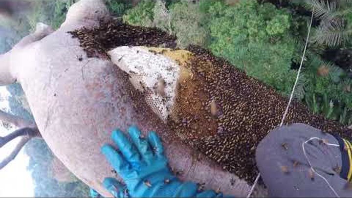 Trèo lên cây cao 80m bắt ổ mật ong rừng 18 triệu nguyên chất cực khủng