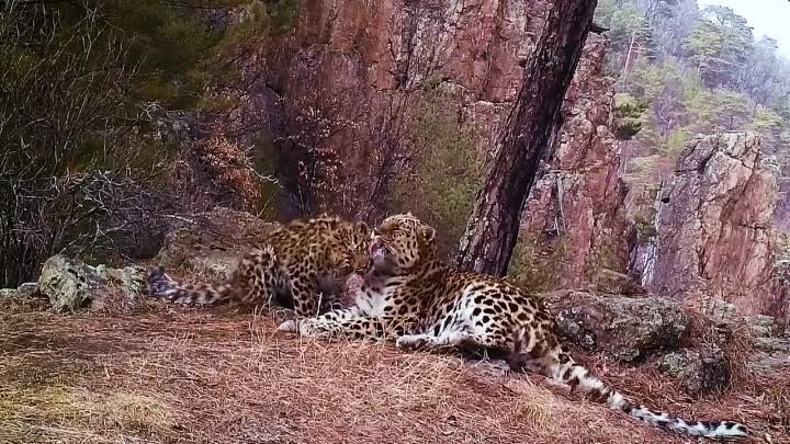 Дальневосточные леопарды