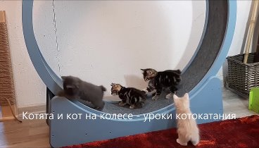 Бобтейлы - котята и кот на колесе