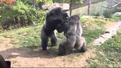 Omaha Zoo - Gorilla Fight