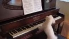 Собачка, которая в прошлой жизни была пианистом! )))