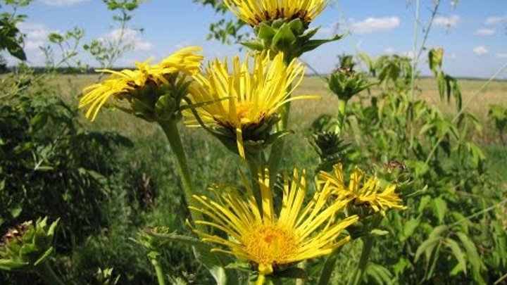Девясил высокий фото Девясил высокий фото
