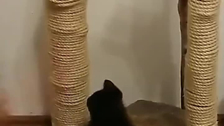 Хозяин учит котенка точить когти
