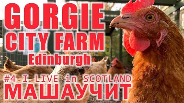 Gorgie city farm in Edinburgh / Маша учит / I live in Scotland #4