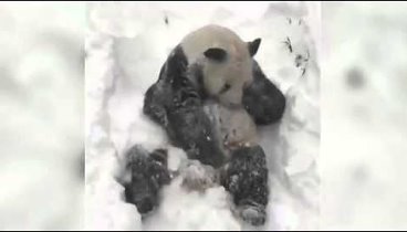Панда купается в снегу