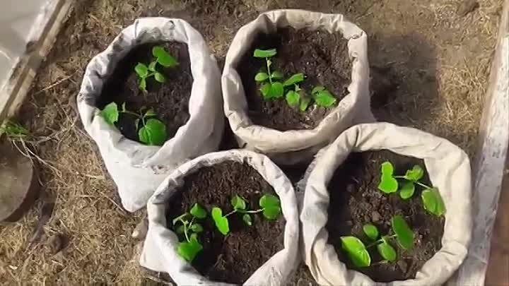 Как сажать огурцы Отличный способ для раннего урожая