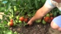 Обзор двух классных сортов низкорослых томатов - урожайност...