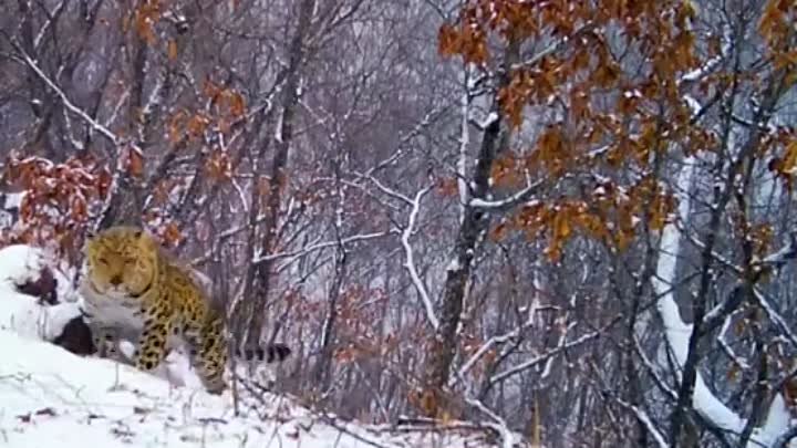 Фотоловушка запечатлела леопарда в заснеженном лесу 😻