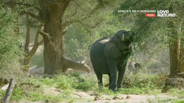 Дикие просторы Африки  Africa's Wild Horizons03. Последние гиган ...