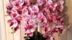 Орхидеи латекс в наличии и на заказ 🤩